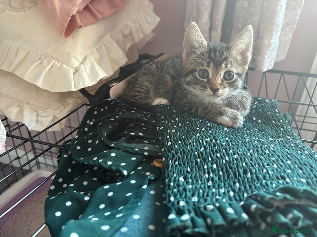 Domestic Shorthair cats for sale: Tabby kittens for sale  - Image 5