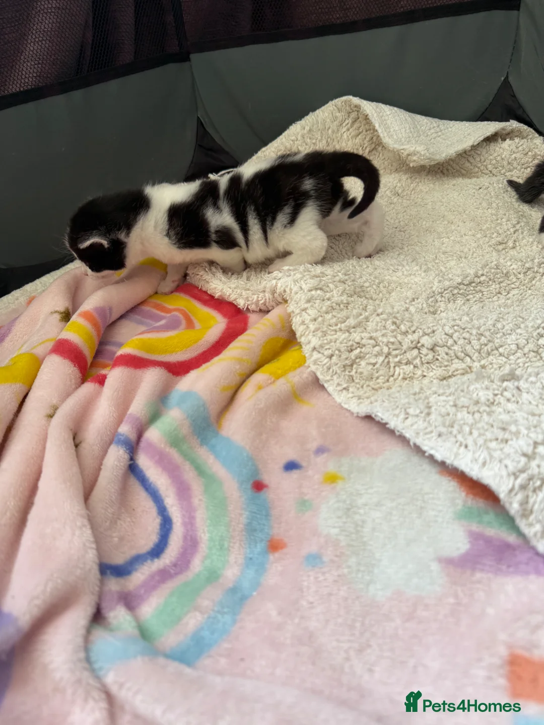 Mixed Breed cats for sale: Kittens for sale in Beccles - Advert 6