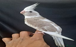 Cockatiels birds for sale: Silly hand tamed baby cockatiels for sale  - Image 12