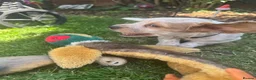 Cocker Spaniel dogs for sale: Ready tomorrow ! Gorgeous cocker spaniel puppies  - Advert 9