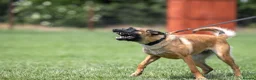 Belgian Shepherd Dog dogs for sale: KC registered Malinios bitch  - Advert 1