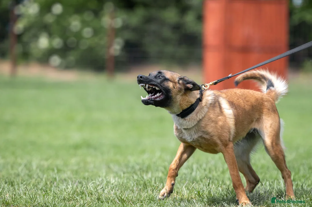 Belgian Shepherd Dog dogs for sale: KC registered Malinios bitch  - Advert 1