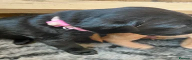 Labrador Retriever 6