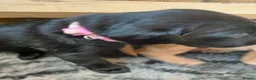 Labrador Retriever dogs for sale: Red fox and black lab retriever puppies. - Advert 8