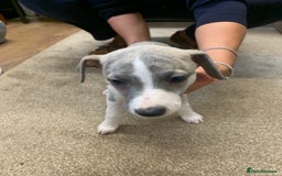 Whippet dogs for sale: Beautiful K.C Registered Whippet pups for sale  - Image 7