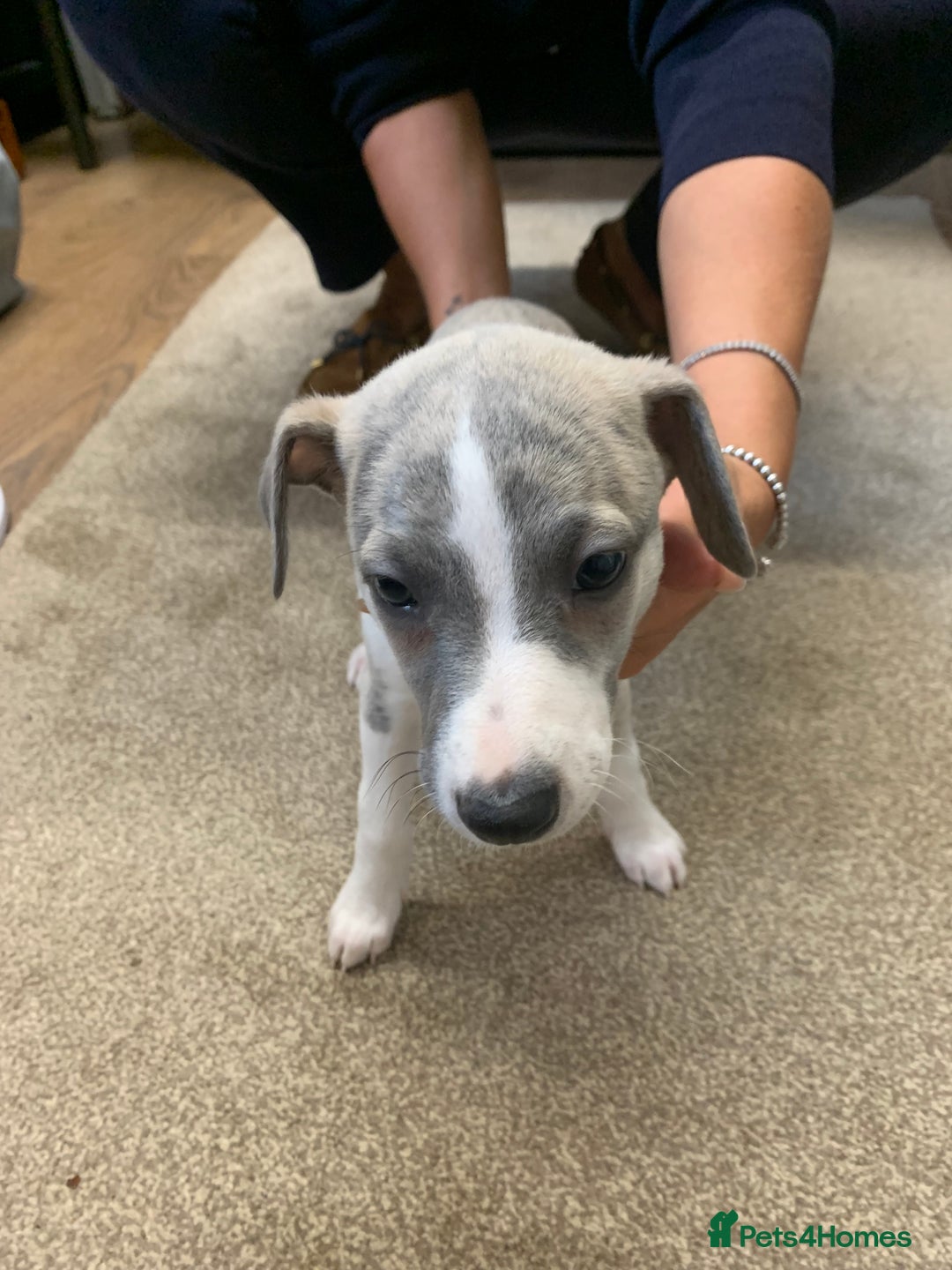 Whippet dogs for sale: Beautiful K.C Registered Whippet pups for sale  - Image 7