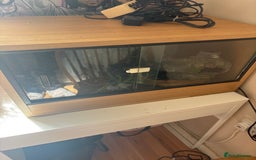 Corn Snake reptiles for sale: Corn snake for sale - Image 5