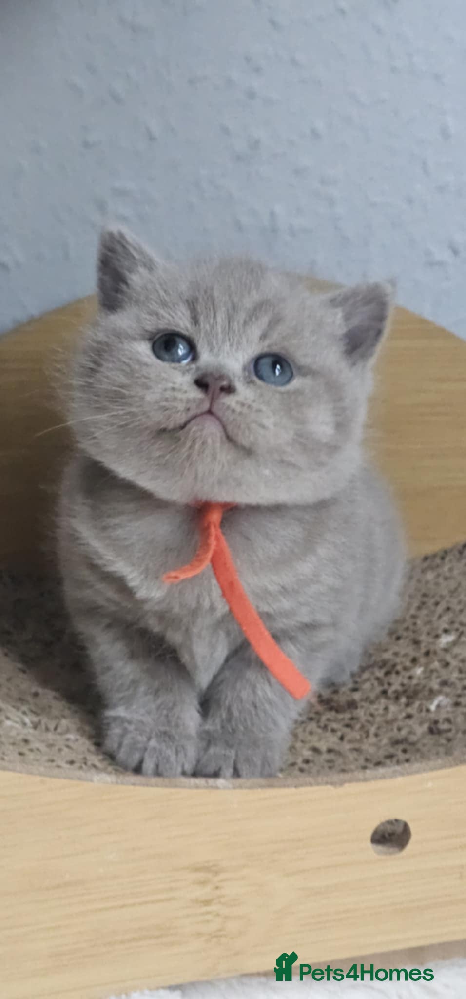 British Shorthair cats British Shorthair Kittens for Sale 🐾 - Advert 3