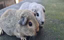 Guinea Pig rodents for sale: Male guinea pigs - Image 7