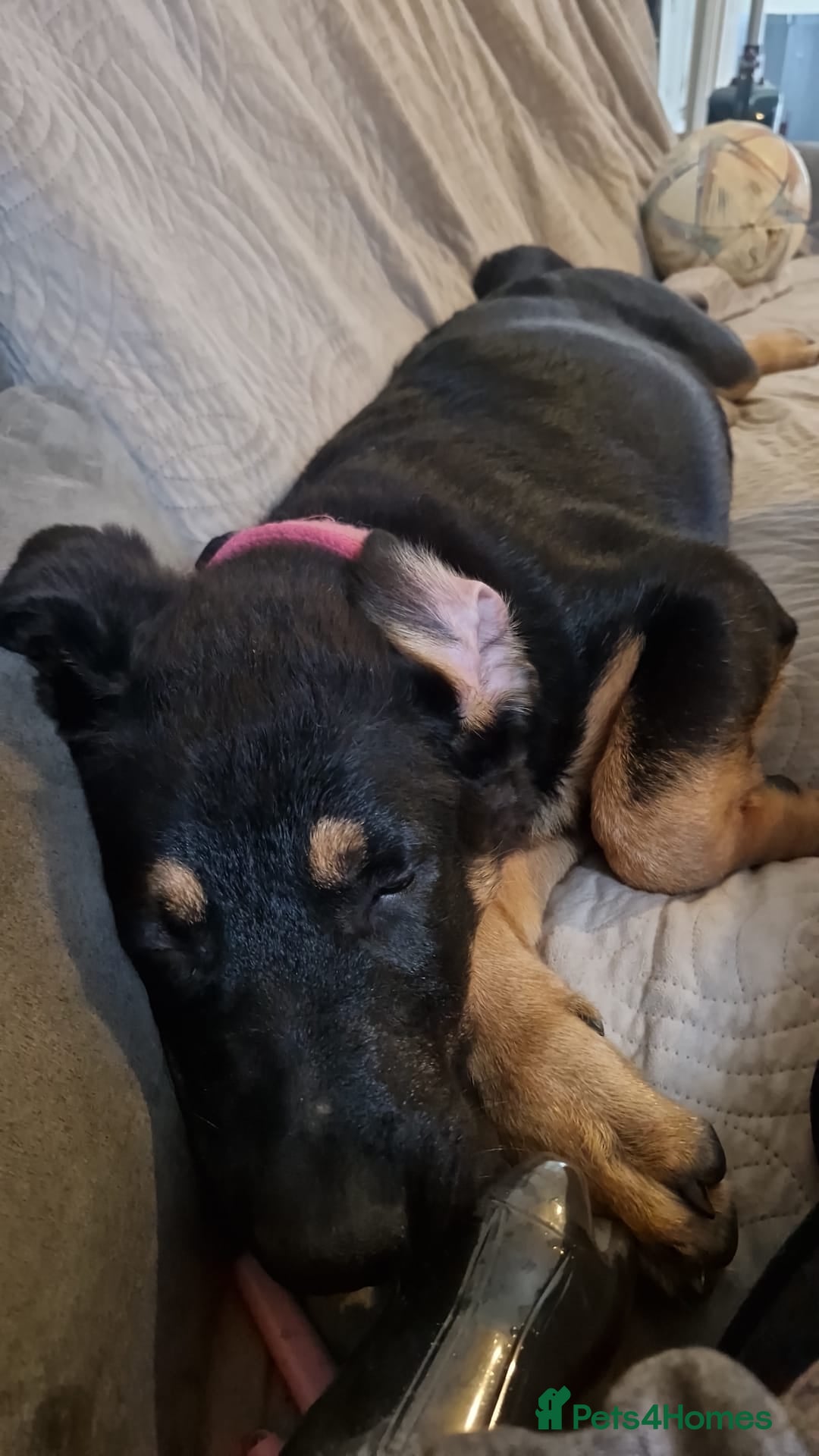 Mixed Breed dogs Rottie x puppy for sale  - Advert 1