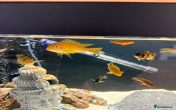 Cichlids fish for sale: Yellow lab mbuna cichlids - Image 4