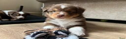 Miniature American Shepherd dogs for sale: Red Tri Miniature American Shepherd Puppies  - Advert 23