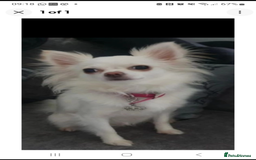 Chihuahua dogs for sale: Gorgeous Long coat MALE WHITE chihuahua.  - Image 24