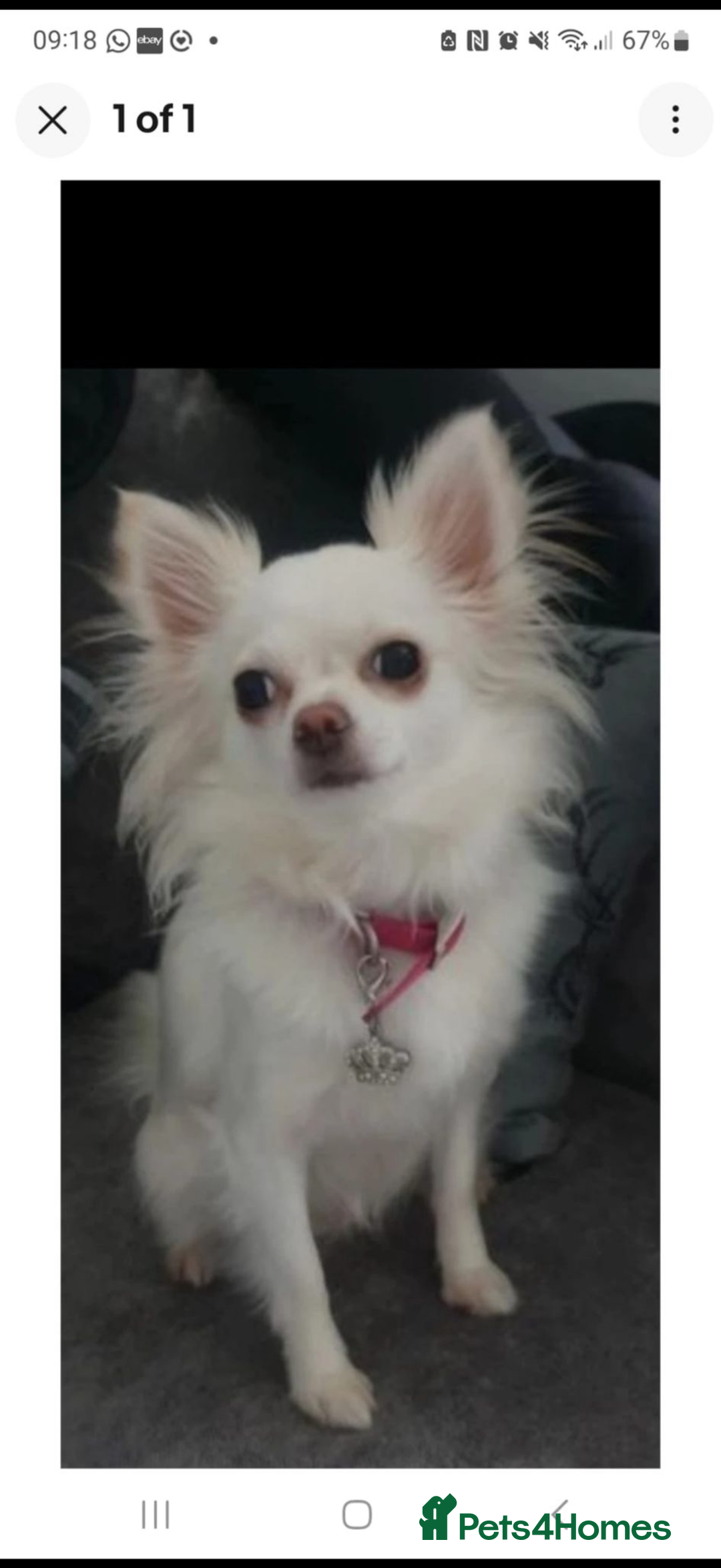 Chihuahua dogs for sale: Gorgeous Long coat MALE WHITE chihuahua.  - Image 24