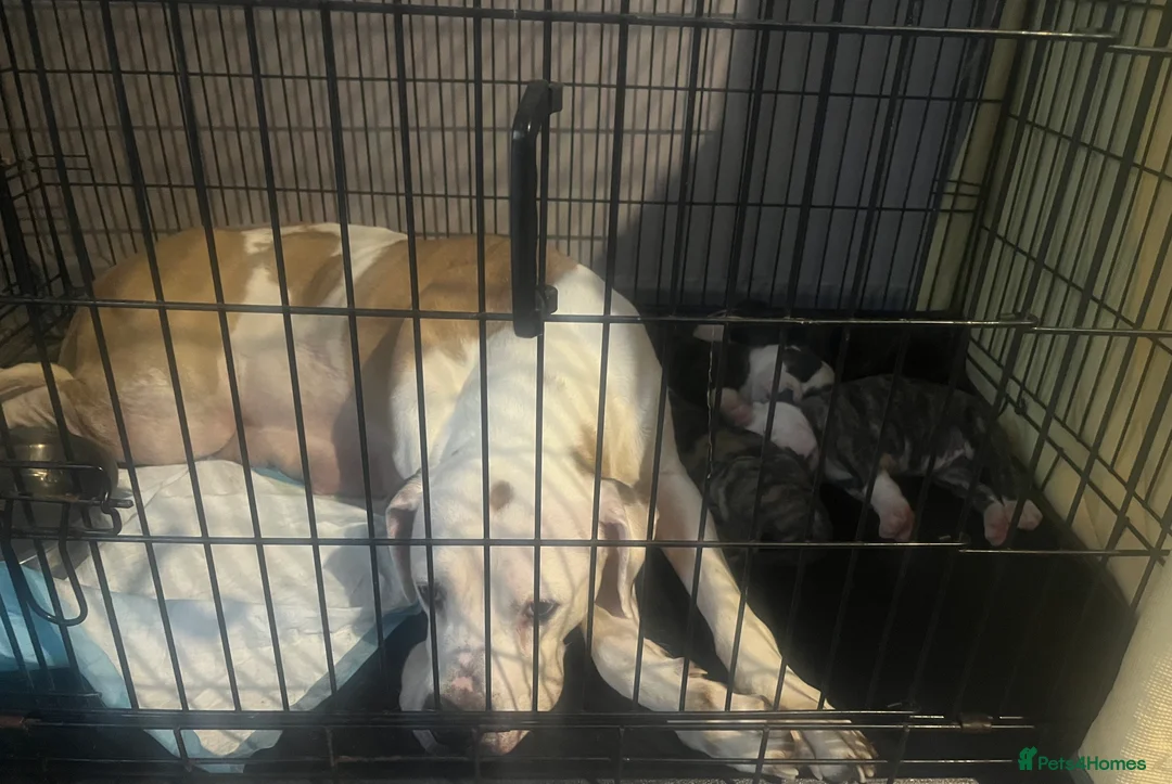 American Bulldog dogs for sale: American bulldog puppies  - Advert 2