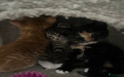 Mixed Breed cats for sale: Kittens for sale  - Image 12