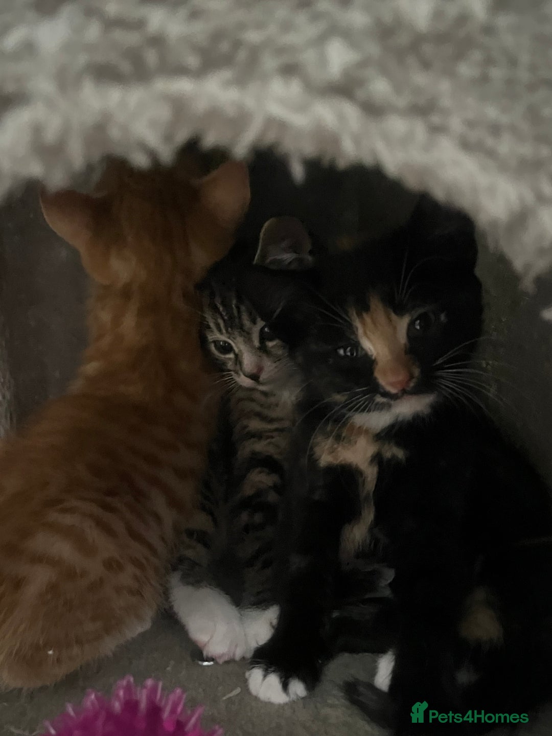 Mixed Breed cats for sale: Kittens for sale  - Image 12