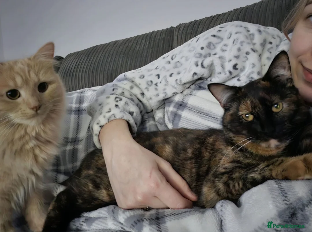 British Longhair cats for sale: Sandy (Long haired) Peach (Tortishell) in Kidderminster - Advert 5