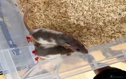 Rat rodents for sale: Pet rats for sale male and female Ava  - Image 9