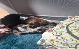 Shihpoo dogs for sale: Ready now, stunning Shihpoo puppies £1650 - Image 13