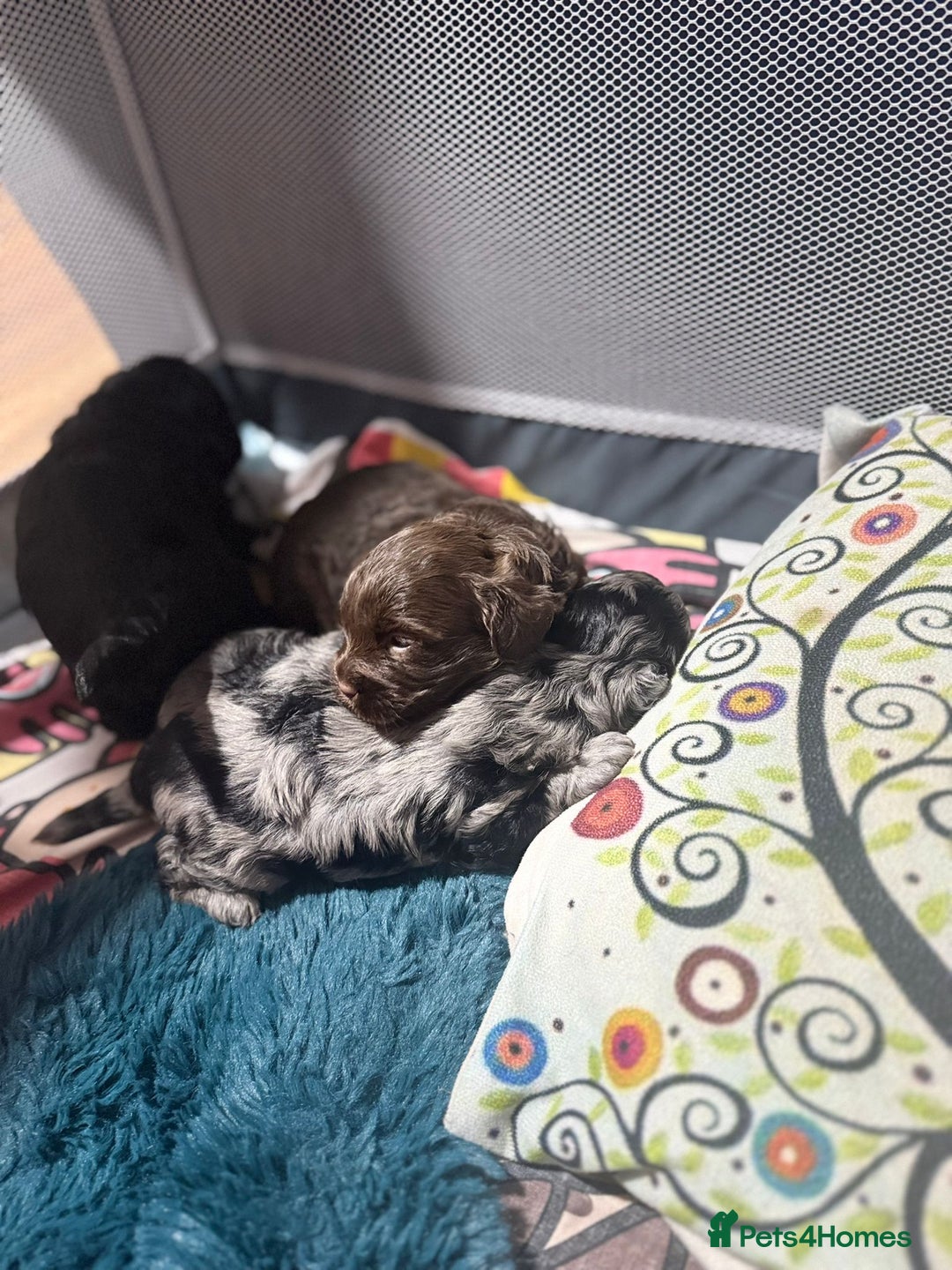 Shihpoo dogs for sale: Ready now, stunning Shihpoo puppies £1650 - Image 13
