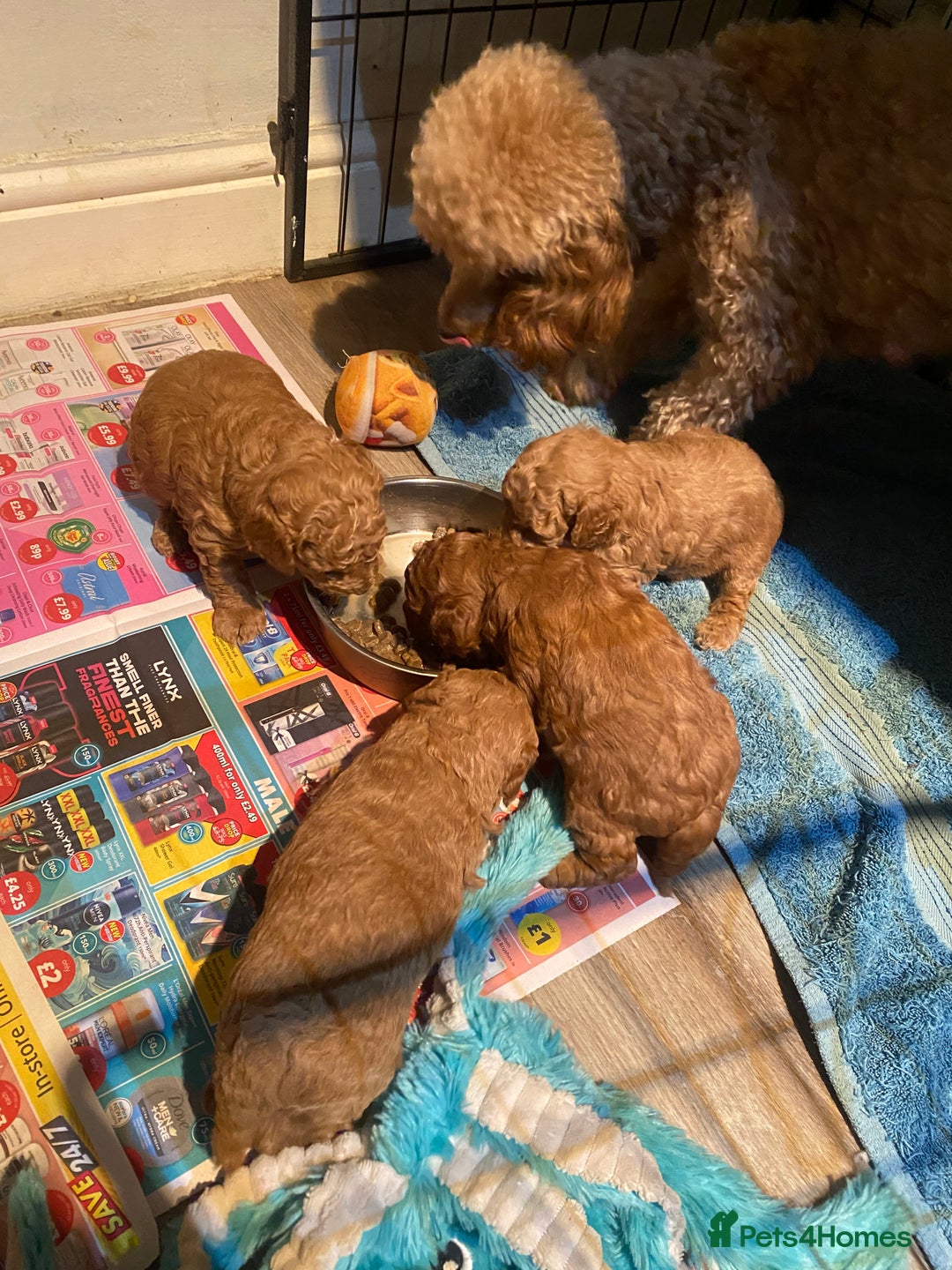 Toy Poodle dogs for sale: KC Toy Poodles Health Tested - Advert 12