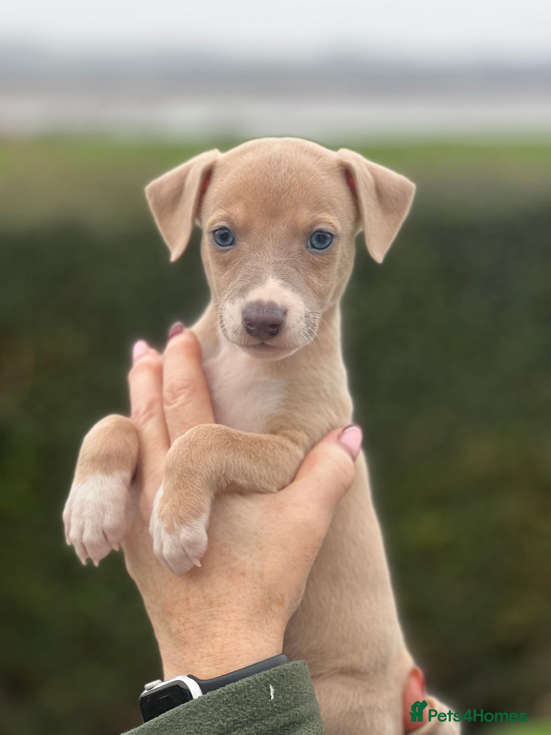 Whippet dogs for sale: Top Quality Whippet Puppies  - Advert 4