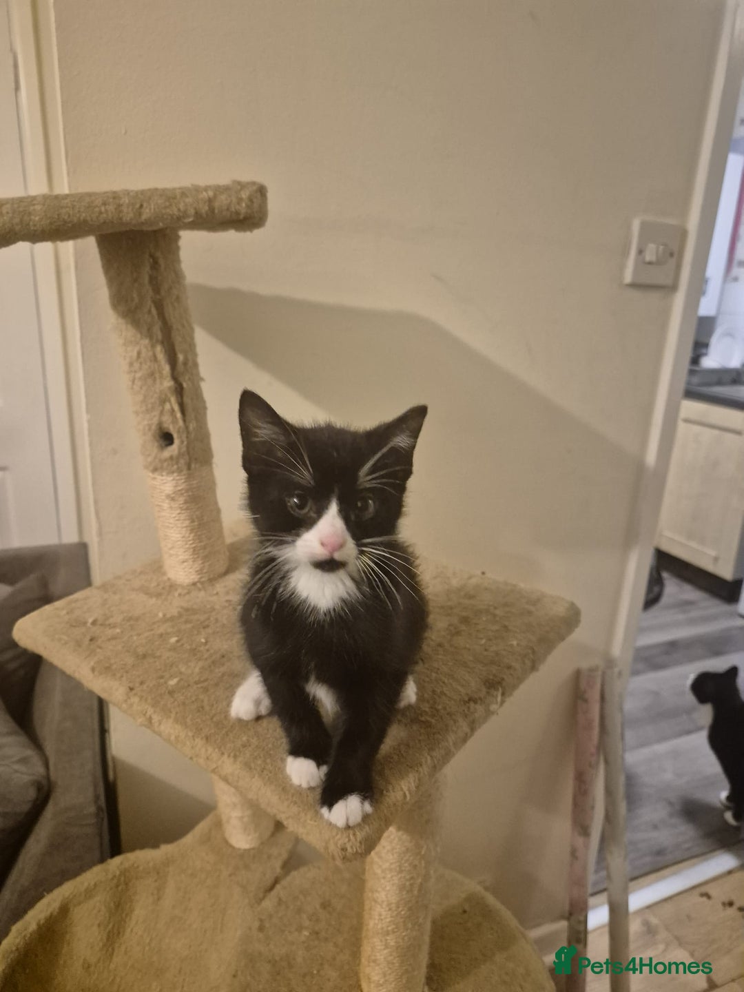 Mixed Breed cats for sale: Adorable kittens - Advert 3