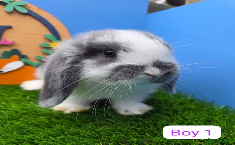 Mini Lop rabbits - Advert 1