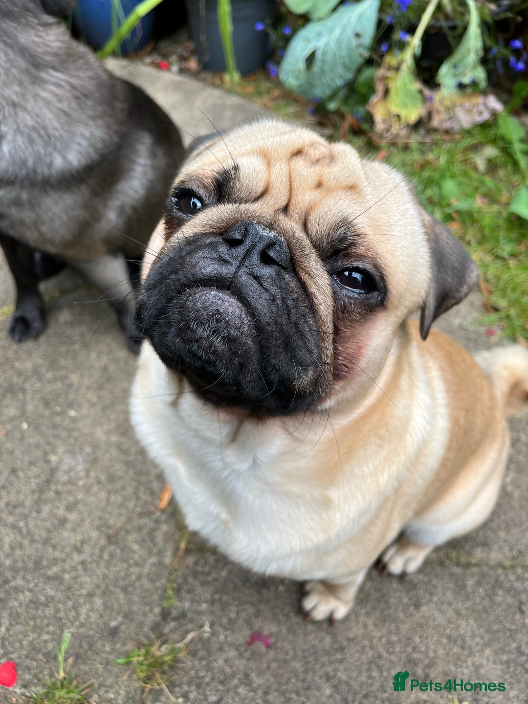 Pug dogs for stud: Jack and Victor -Glaswegian pug brothers for stud - Image 7