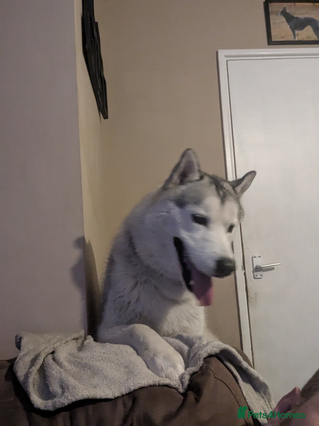 Siberian Husky dogs for sale: KC Registered Siberian husky  - Advert 6