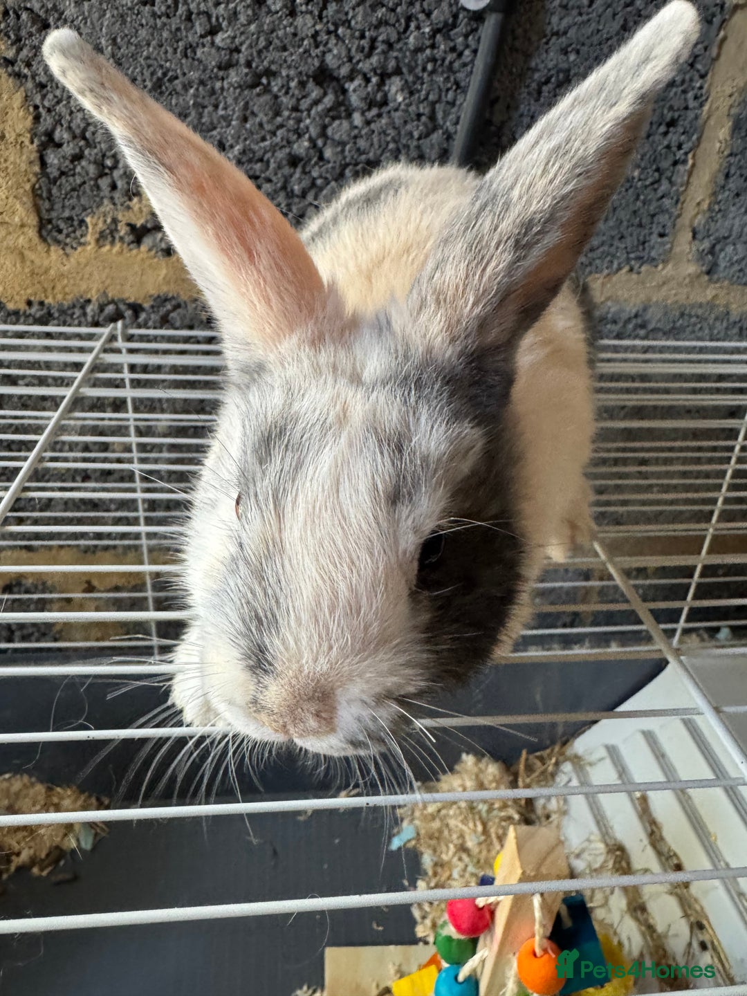 Mixed Breed rabbits for sale: Havana/European rabbits ready for homes now - Image 5