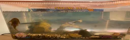 Other/Mixed Breed fish for sale: Aquarium inc contents - Advert 2