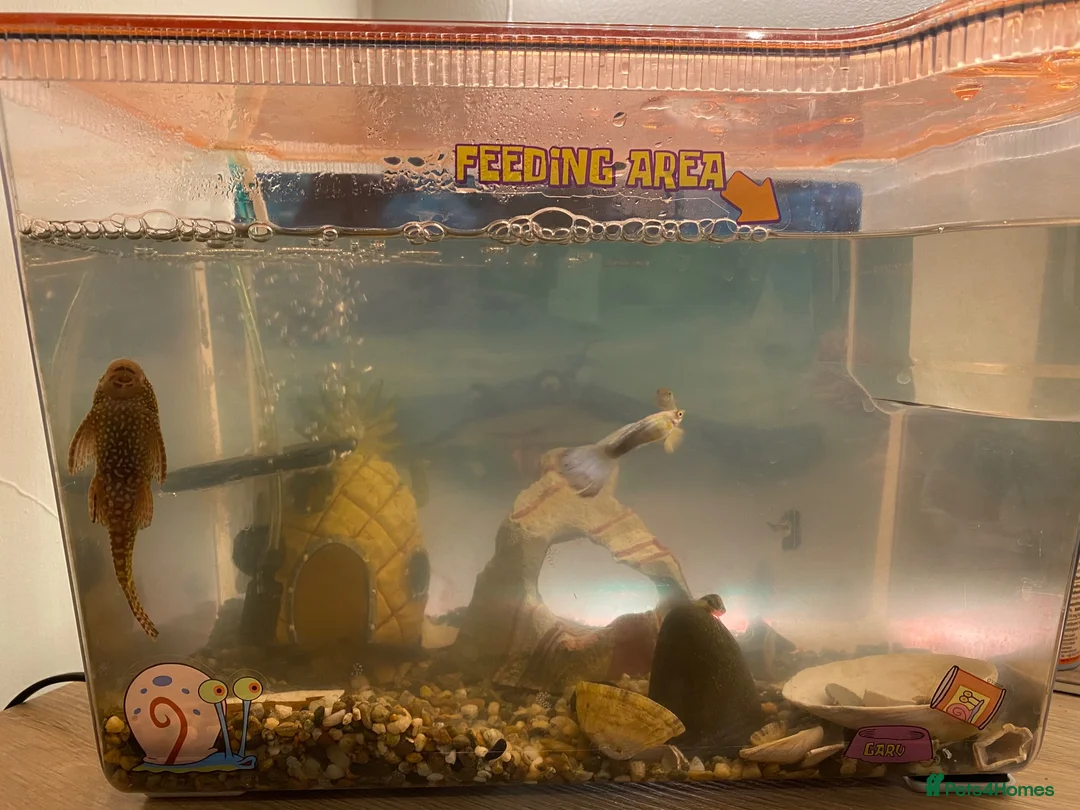 Other/Mixed Breed fish for sale: Aquarium inc contents - Advert 2
