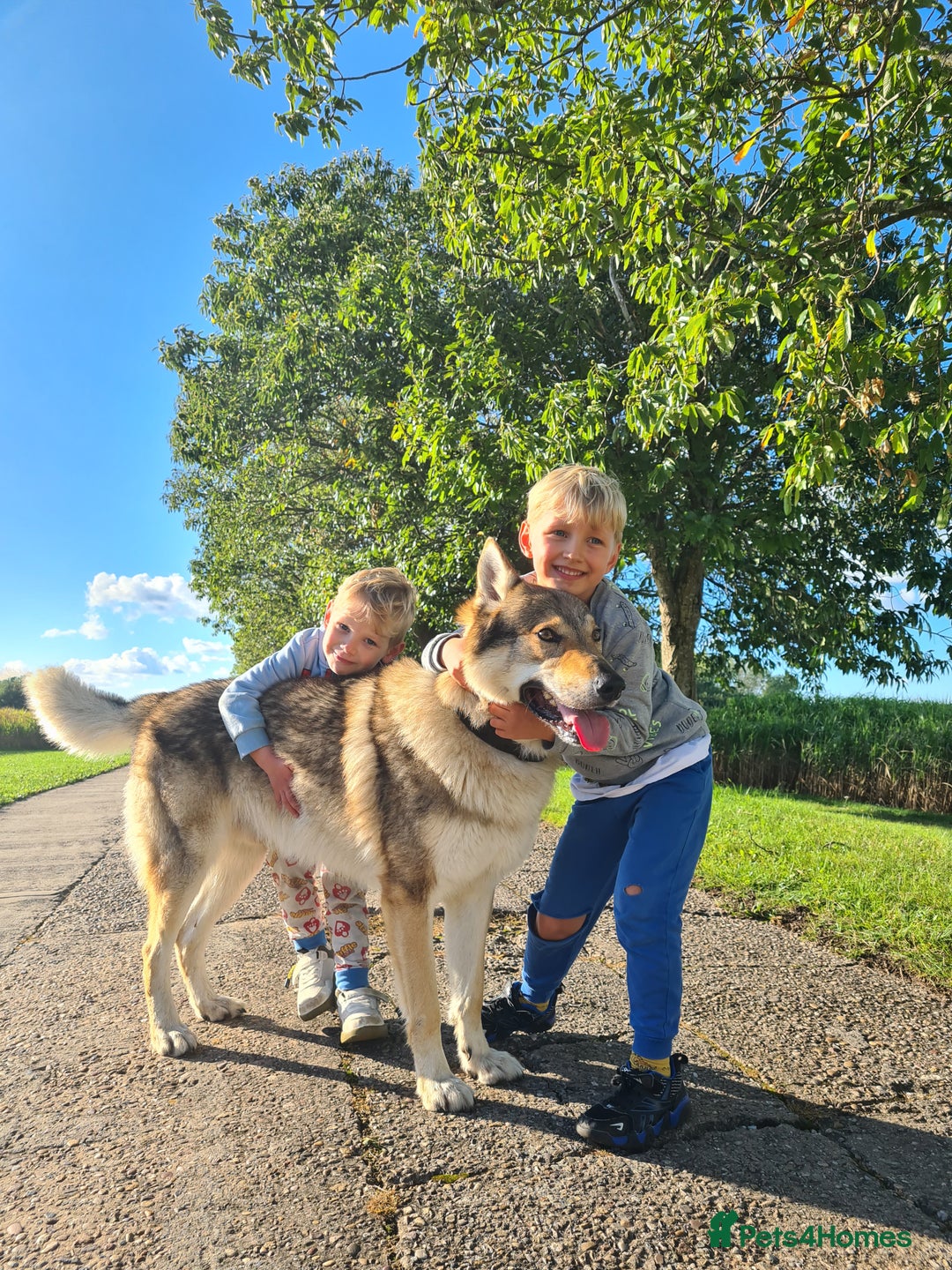 Mixed Breed dogs for sale: Czech Wolfdog × Akita/Malamute Puppies - Image 9