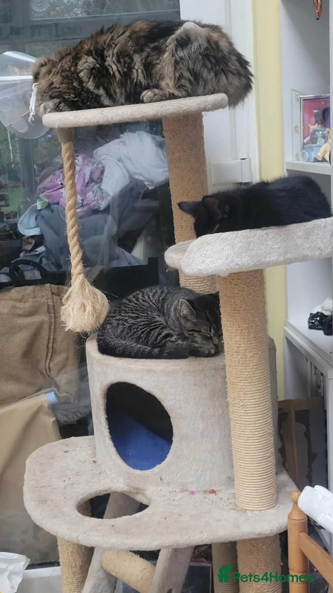 British Shorthair cats for sale: Two little kittens - ready to go - Advert 7