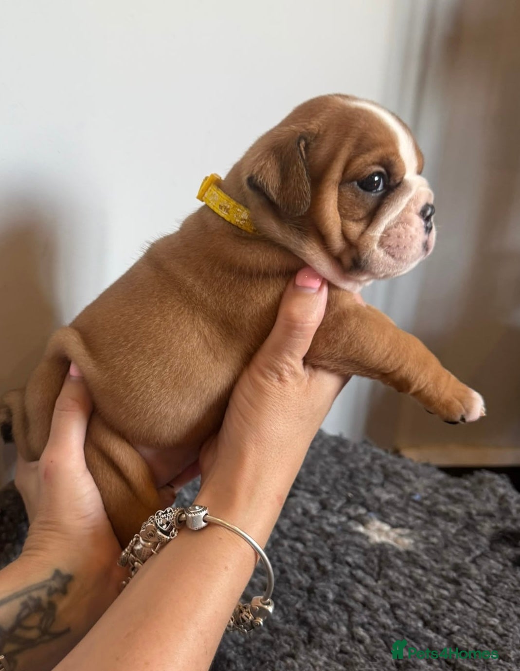English Bulldog dogs Health tested Kc traditional red & white bulldogs - Advert 2