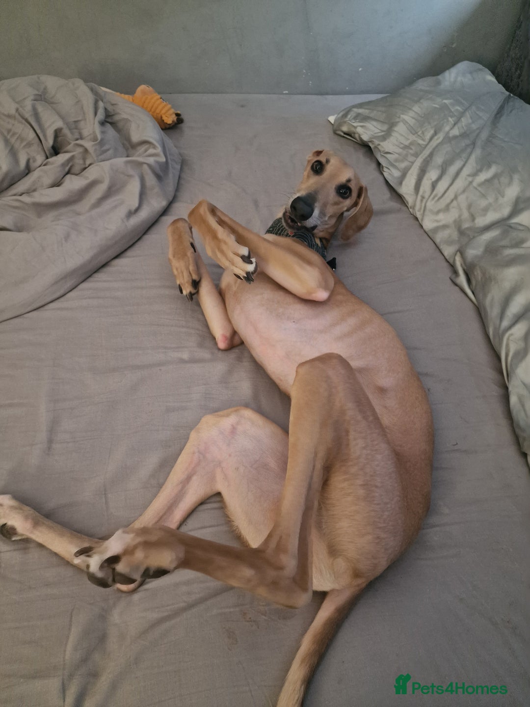 Mixed Breed dogs for sale: Saluki Greyhound Whippet.  - Advert 14