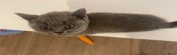 British Shorthair cats for sale:  British shorthair kittens Pedigree registered - Advert 31