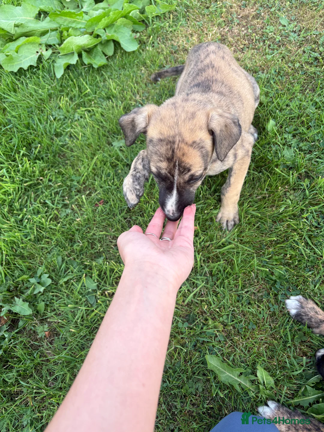 Mixed Breed dogs for sale: Lurcher pups for sale  - Advert 2