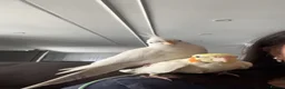 Cockatiels birds for sale: 4x mixed coloured cockatiles - Advert 12