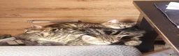 Domestic Shorthair cats for sale: Beautiful kittens for sale /see pictures - Advert 8