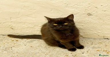 British Shorthair cats - Advert 14