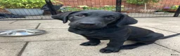 Labrador Retriever dogs for sale: 8 Stunning Fox Red & Black Labrador Puppies - Advert 2