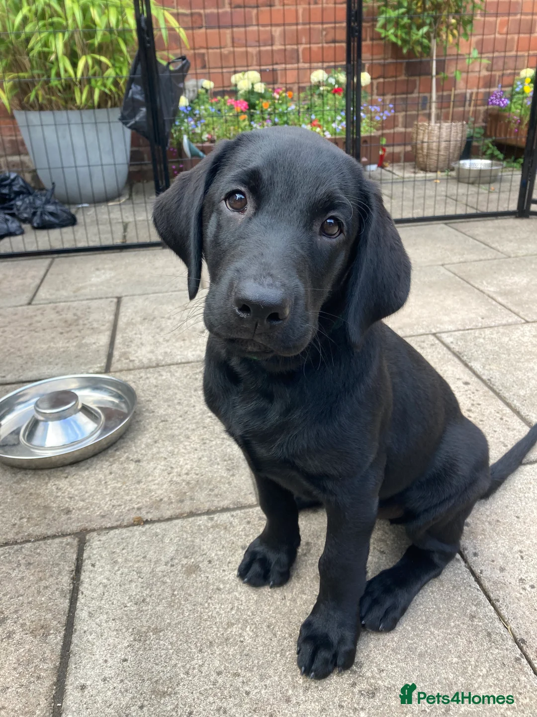 Labrador Retriever dogs for sale: 8 Stunning Fox Red & Black Labrador Puppies - Advert 2