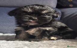 Lhasa Apso dogs for sale: Lhasa Apso Puppies – Tiny Tails, Big Hearts! - Image 20