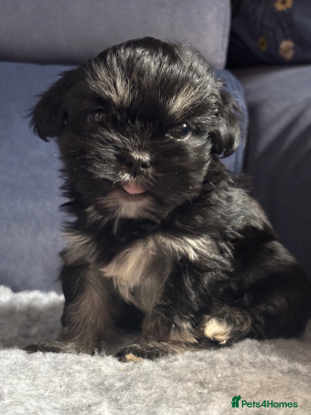 Lhasa Apso dogs for sale: Lhasa Apso Puppies – Tiny Tails, Big Hearts! - Image 20