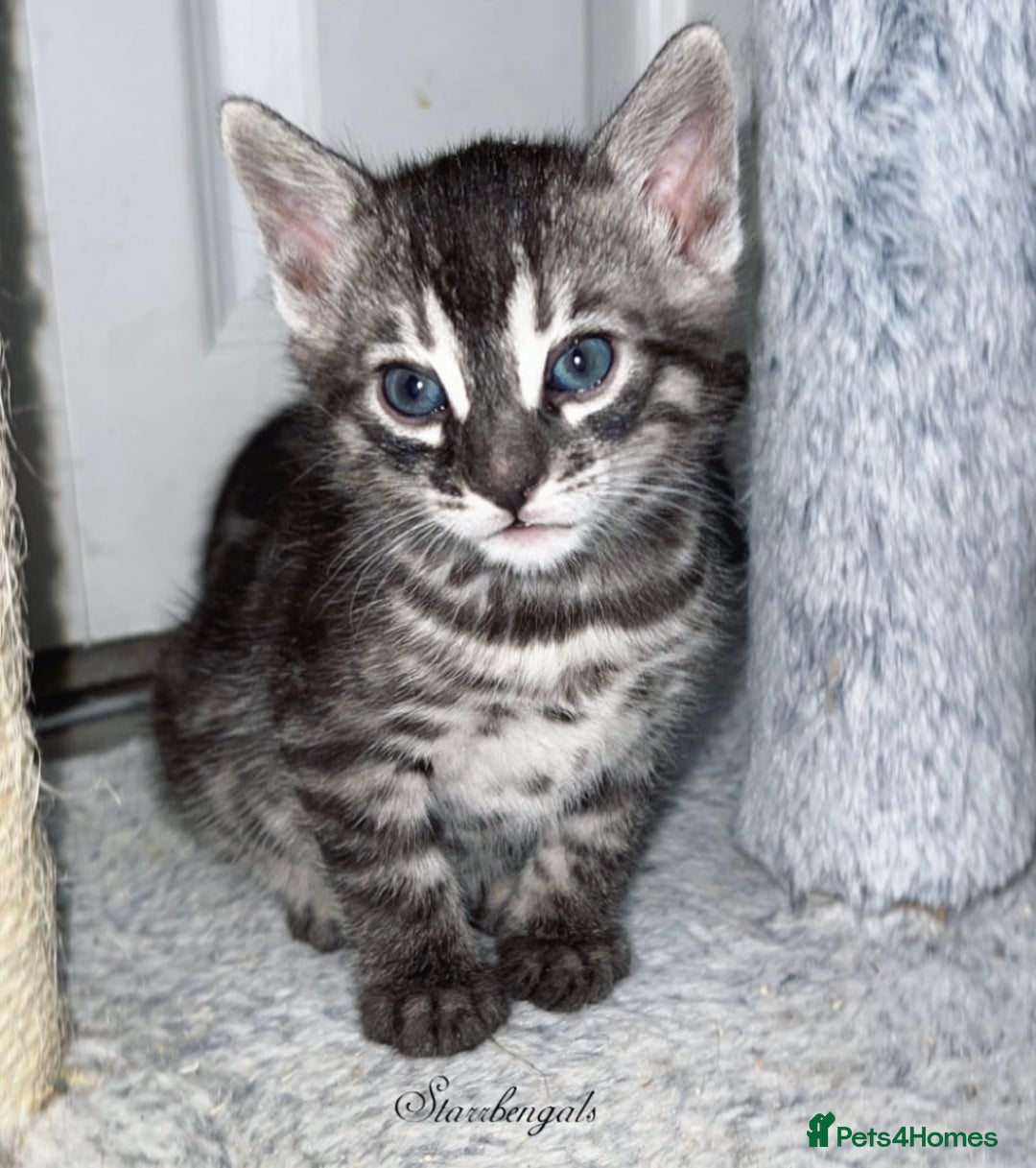 Bengal cats for sale: 🌟Pedigree bengal kittens🌟 - Advert 7