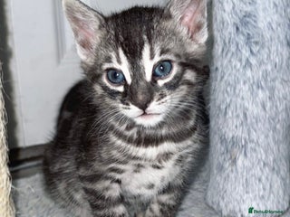 Bengal cats 🌟Pedigree bengal kittens🌟 - Advert 9