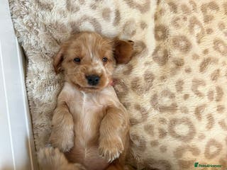 Cocker Spaniel dogs Exceptional Health Tested Show Cocker Spaniel - Advert 6